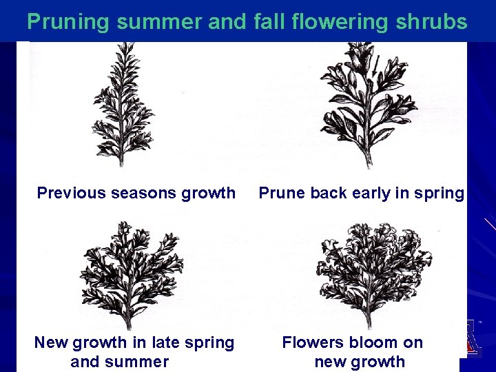 Pruning summer and fall flowering shrubs Previous seasons growth New growth in late spring