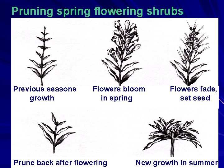 Pruning spring flowering shrubs Previous seasons growth Flowers bloom in spring Prune back after