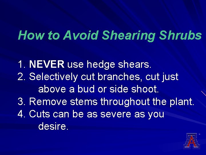 How to Avoid Shearing Shrubs 1. NEVER use hedge shears. 2. Selectively cut branches,