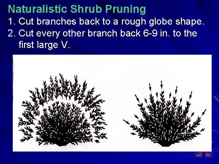 Naturalistic Shrub Pruning 1. Cut branches back to a rough globe shape. 2. Cut