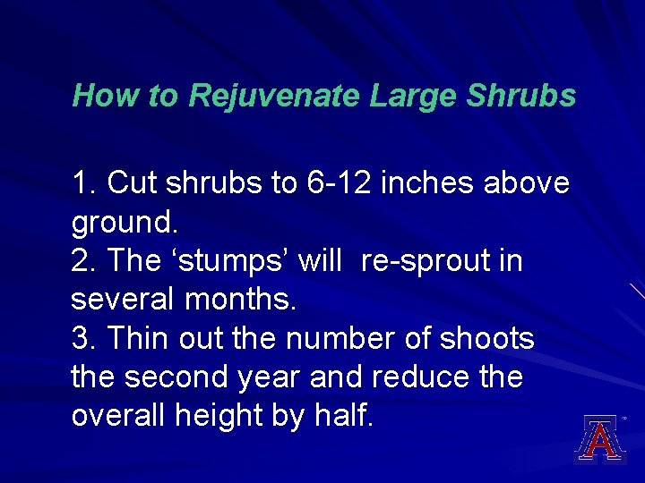 How to Rejuvenate Large Shrubs 1. Cut shrubs to 6 -12 inches above ground.