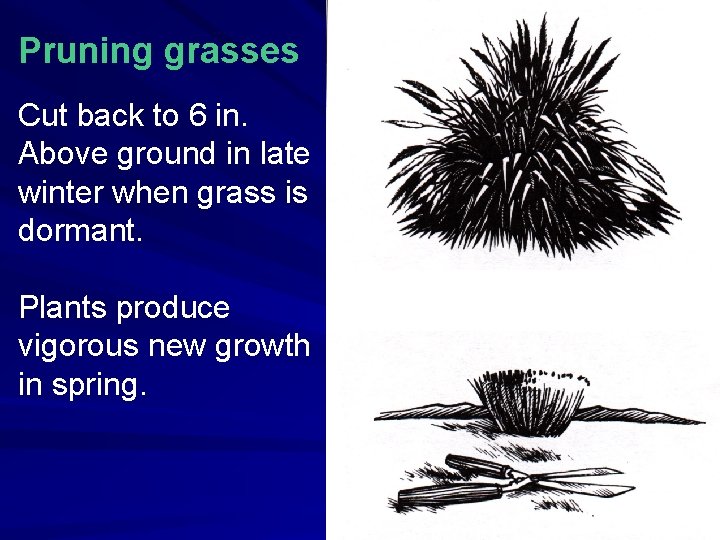 Pruning grasses Cut back to 6 in. Above ground in late winter when grass