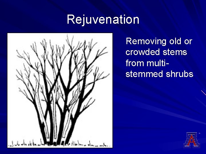 Rejuvenation Removing old or crowded stems from multistemmed shrubs 