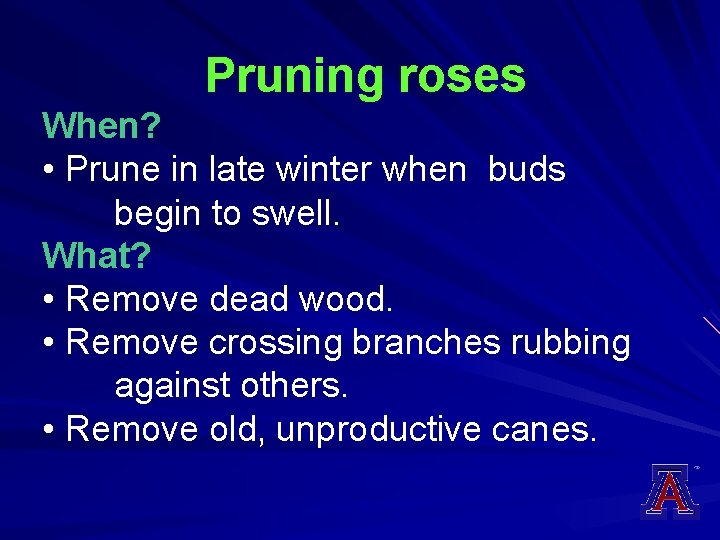 Pruning roses When? • Prune in late winter when buds begin to swell. What?