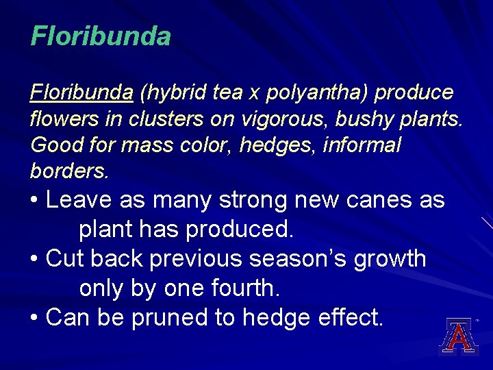 Floribunda (hybrid tea x polyantha) produce flowers in clusters on vigorous, bushy plants. Good