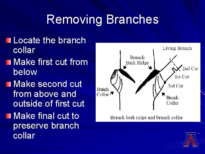 Removing Branches Locate the branch collar Make first cut from below Make second cut