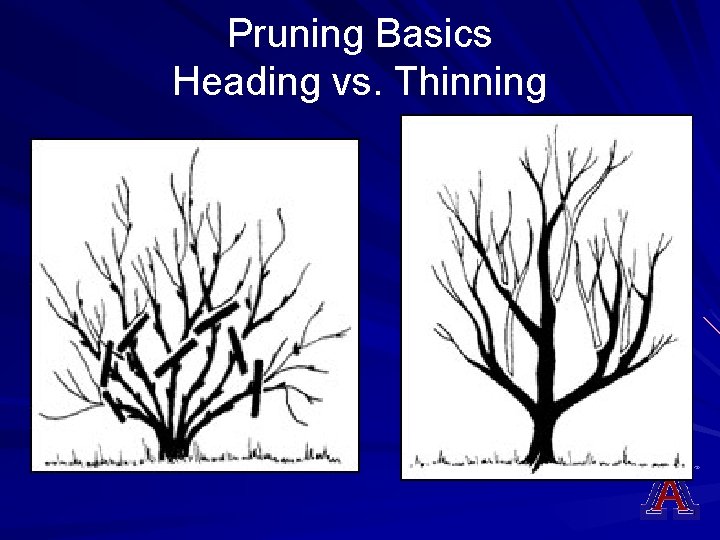 Pruning Basics Heading vs. Thinning 