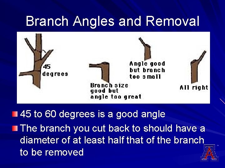 Branch Angles and Removal 45 to 60 degrees is a good angle The branch