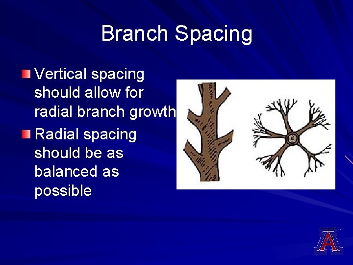 Branch Spacing Vertical spacing should allow for radial branch growth Radial spacing should be