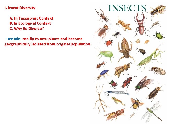 I. Insect Diversity A. In Taxonomic Context B. In Ecological Context C. Why So I. Insect Diversity A. In Taxonomic Context B. In Ecological Context C. Why So