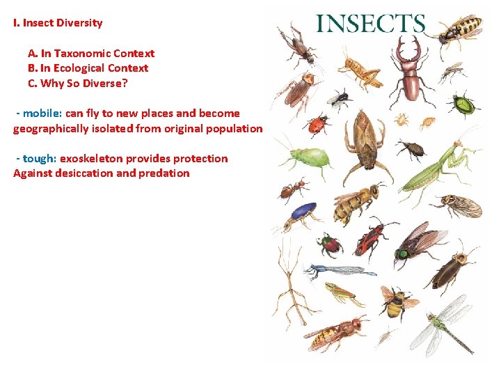 I. Insect Diversity A. In Taxonomic Context B. In Ecological Context C. Why So I. Insect Diversity A. In Taxonomic Context B. In Ecological Context C. Why So