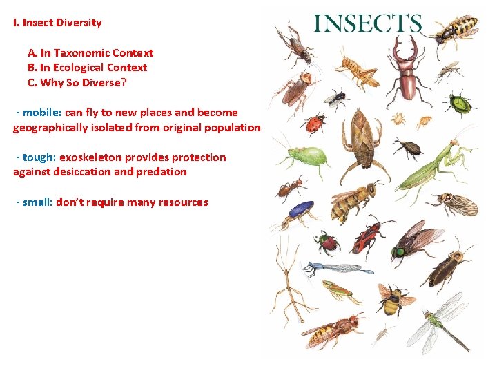 I. Insect Diversity A. In Taxonomic Context B. In Ecological Context C. Why So I. Insect Diversity A. In Taxonomic Context B. In Ecological Context C. Why So