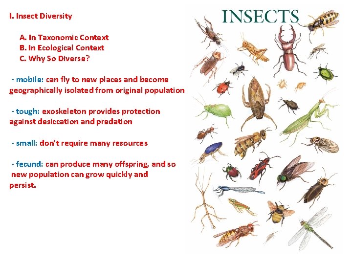 I. Insect Diversity A. In Taxonomic Context B. In Ecological Context C. Why So I. Insect Diversity A. In Taxonomic Context B. In Ecological Context C. Why So
