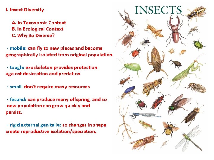 I. Insect Diversity A. In Taxonomic Context B. In Ecological Context C. Why So I. Insect Diversity A. In Taxonomic Context B. In Ecological Context C. Why So