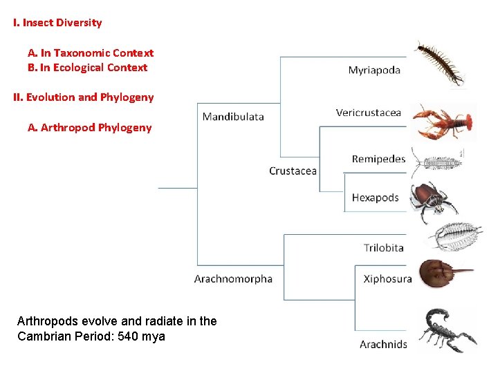 I. Insect Diversity A. In Taxonomic Context B. In Ecological Context II. Evolution and I. Insect Diversity A. In Taxonomic Context B. In Ecological Context II. Evolution and