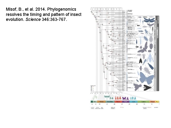 Misof, B. , et al. 2014. Phylogenomics resolves the timing and pattern of insect Misof, B. , et al. 2014. Phylogenomics resolves the timing and pattern of insect