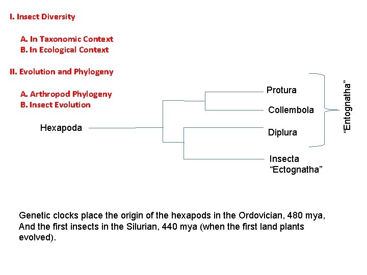 I. Insect Diversity A. In Taxonomic Context B. In Ecological Context A. Arthropod Phylogeny I. Insect Diversity A. In Taxonomic Context B. In Ecological Context A. Arthropod Phylogeny