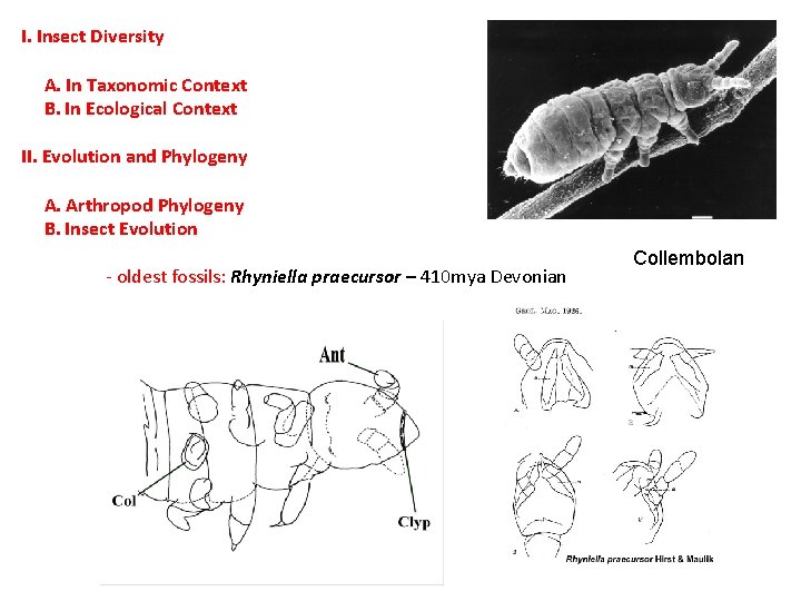 I. Insect Diversity A. In Taxonomic Context B. In Ecological Context II. Evolution and I. Insect Diversity A. In Taxonomic Context B. In Ecological Context II. Evolution and