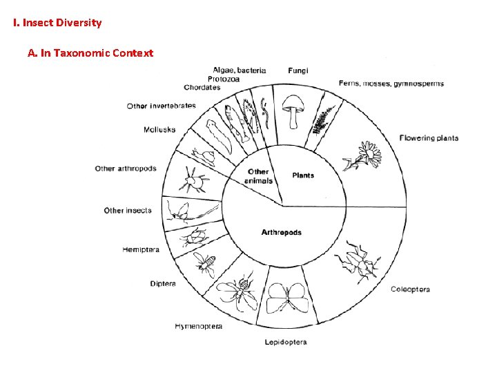 I. Insect Diversity A. In Taxonomic Context  I. Insect Diversity A. In Taxonomic Context