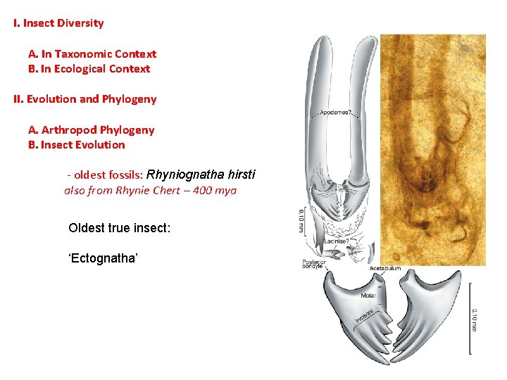 I. Insect Diversity A. In Taxonomic Context B. In Ecological Context II. Evolution and I. Insect Diversity A. In Taxonomic Context B. In Ecological Context II. Evolution and