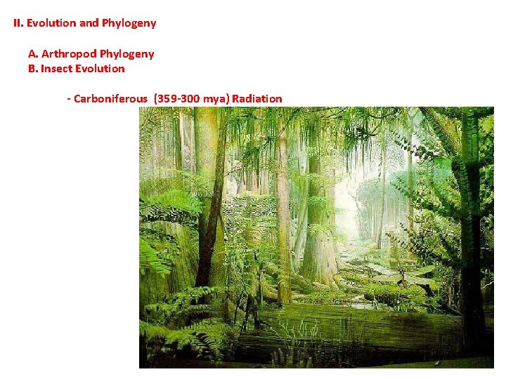 II. Evolution and Phylogeny A. Arthropod Phylogeny B. Insect Evolution - Carboniferous (359 -300 II. Evolution and Phylogeny A. Arthropod Phylogeny B. Insect Evolution - Carboniferous (359 -300