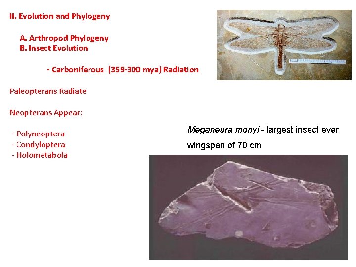 II. Evolution and Phylogeny A. Arthropod Phylogeny B. Insect Evolution - Carboniferous (359 -300 II. Evolution and Phylogeny A. Arthropod Phylogeny B. Insect Evolution - Carboniferous (359 -300