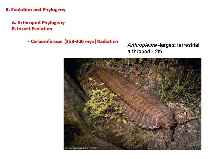 II. Evolution and Phylogeny A. Arthropod Phylogeny B. Insect Evolution - Carboniferous (359 -300 II. Evolution and Phylogeny A. Arthropod Phylogeny B. Insect Evolution - Carboniferous (359 -300