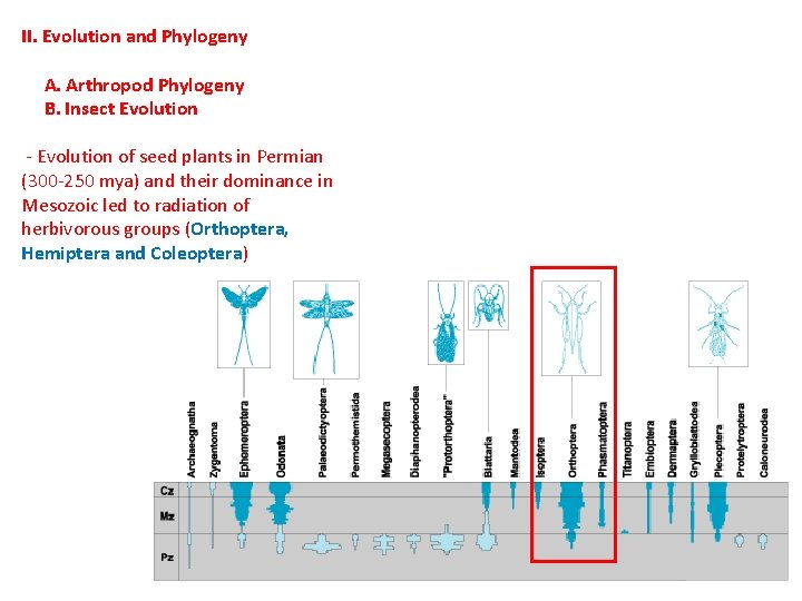 II. Evolution and Phylogeny A. Arthropod Phylogeny B. Insect Evolution - Evolution of seed II. Evolution and Phylogeny A. Arthropod Phylogeny B. Insect Evolution - Evolution of seed