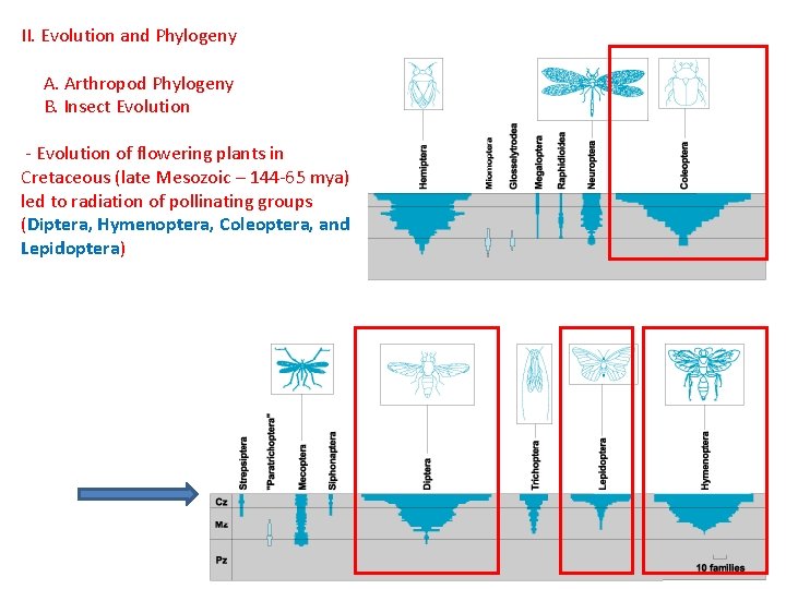 II. Evolution and Phylogeny A. Arthropod Phylogeny B. Insect Evolution - Evolution of flowering II. Evolution and Phylogeny A. Arthropod Phylogeny B. Insect Evolution - Evolution of flowering