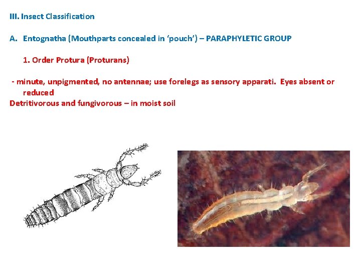 III. Insect Classification A. Entognatha (Mouthparts concealed in ‘pouch’) – PARAPHYLETIC GROUP 1. Order III. Insect Classification A. Entognatha (Mouthparts concealed in ‘pouch’) – PARAPHYLETIC GROUP 1. Order