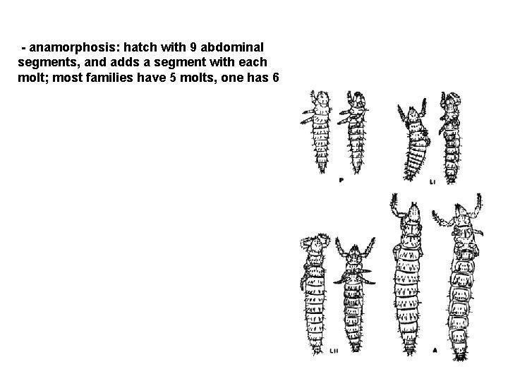 - anamorphosis: hatch with 9 abdominal segments, and adds a segment with each molt; - anamorphosis: hatch with 9 abdominal segments, and adds a segment with each molt;