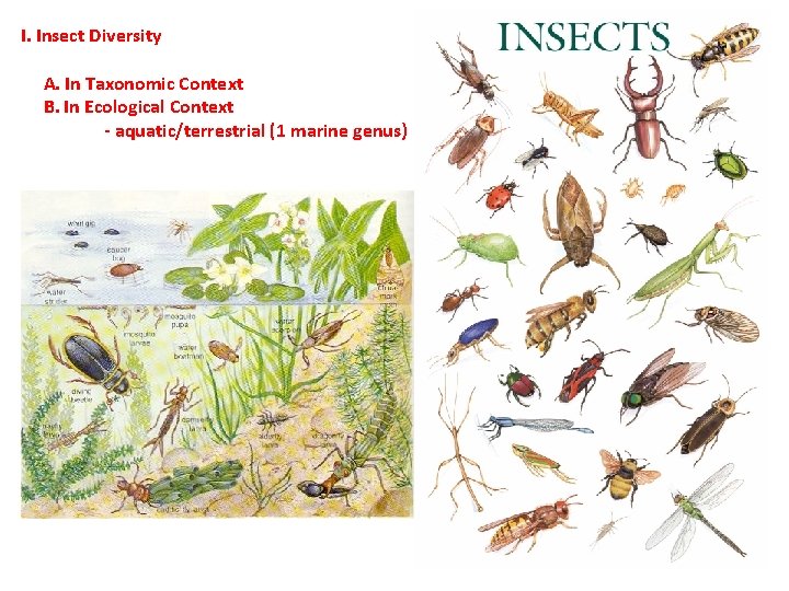 I. Insect Diversity A. In Taxonomic Context B. In Ecological Context - aquatic/terrestrial (1 I. Insect Diversity A. In Taxonomic Context B. In Ecological Context - aquatic/terrestrial (1