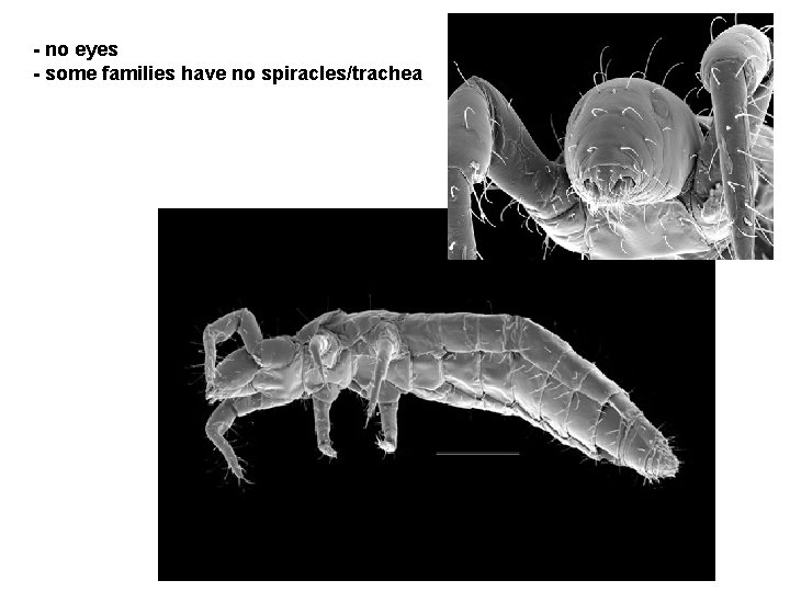 - no eyes - some families have no spiracles/trachea  - no eyes - some families have no spiracles/trachea