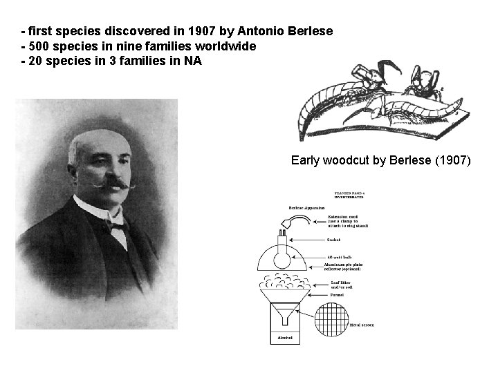- first species discovered in 1907 by Antonio Berlese - 500 species in nine - first species discovered in 1907 by Antonio Berlese - 500 species in nine