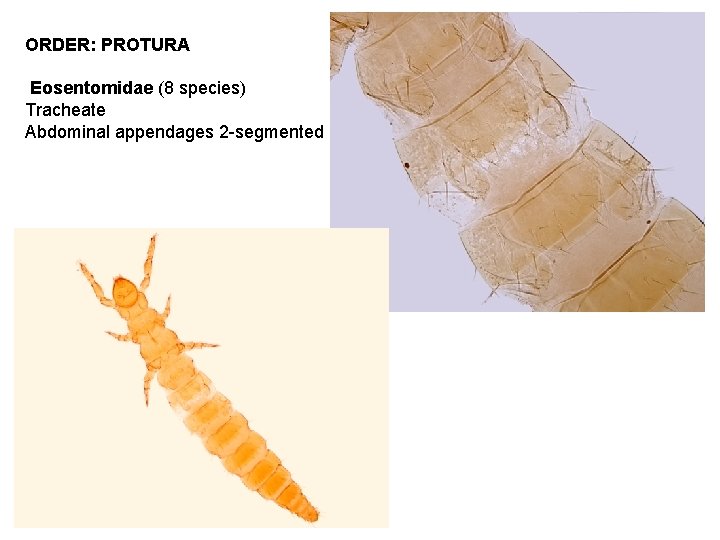 ORDER: PROTURA Eosentomidae (8 species) Tracheate Abdominal appendages 2 -segmented  ORDER: PROTURA Eosentomidae (8 species) Tracheate Abdominal appendages 2 -segmented