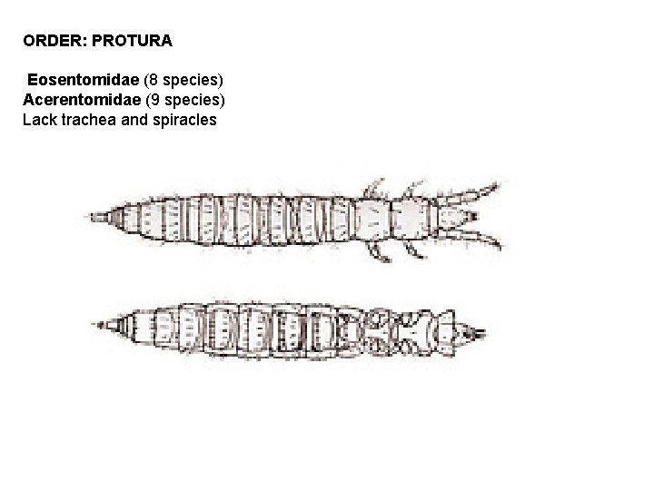 ORDER: PROTURA Eosentomidae (8 species) Acerentomidae (9 species) Lack trachea and spiracles  ORDER: PROTURA Eosentomidae (8 species) Acerentomidae (9 species) Lack trachea and spiracles