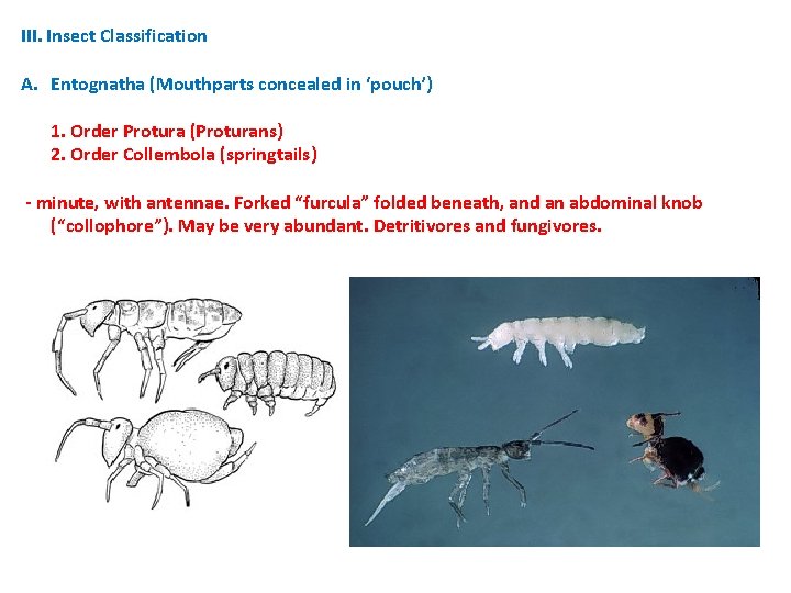 III. Insect Classification A. Entognatha (Mouthparts concealed in ‘pouch’) 1. Order Protura (Proturans) 2. III. Insect Classification A. Entognatha (Mouthparts concealed in ‘pouch’) 1. Order Protura (Proturans) 2.