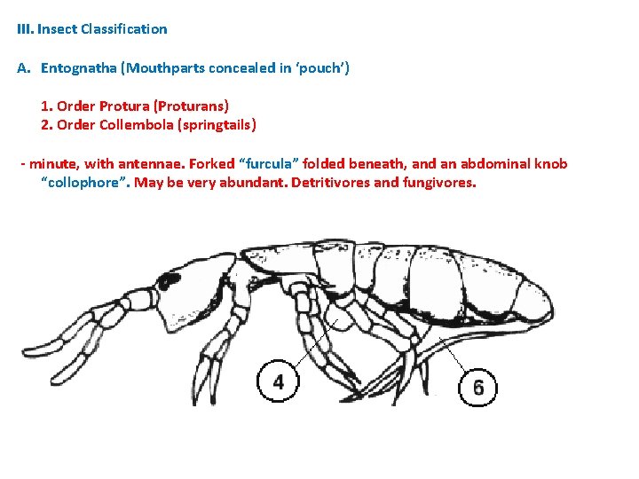 III. Insect Classification A. Entognatha (Mouthparts concealed in ‘pouch’) 1. Order Protura (Proturans) 2. III. Insect Classification A. Entognatha (Mouthparts concealed in ‘pouch’) 1. Order Protura (Proturans) 2.