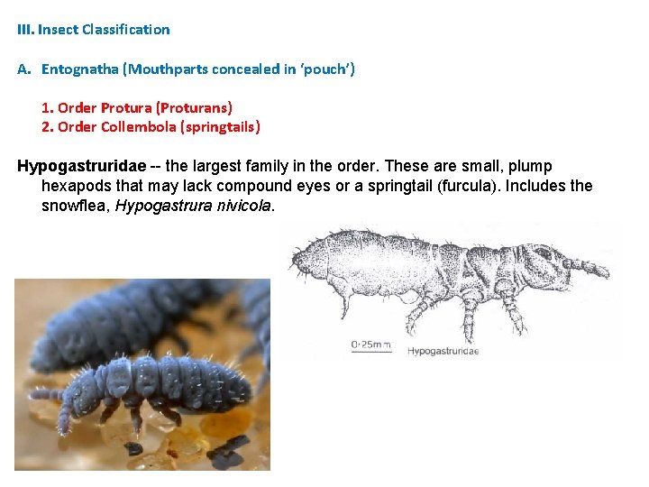 III. Insect Classification A. Entognatha (Mouthparts concealed in ‘pouch’) 1. Order Protura (Proturans) 2. III. Insect Classification A. Entognatha (Mouthparts concealed in ‘pouch’) 1. Order Protura (Proturans) 2.