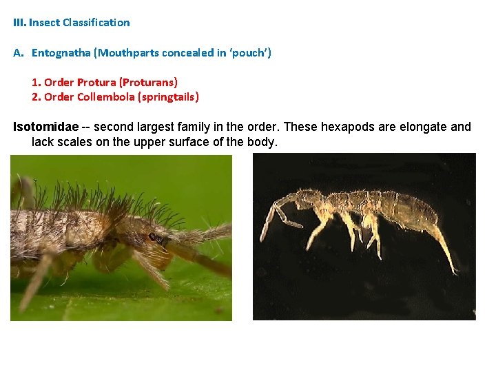 III. Insect Classification A. Entognatha (Mouthparts concealed in ‘pouch’) 1. Order Protura (Proturans) 2. III. Insect Classification A. Entognatha (Mouthparts concealed in ‘pouch’) 1. Order Protura (Proturans) 2.