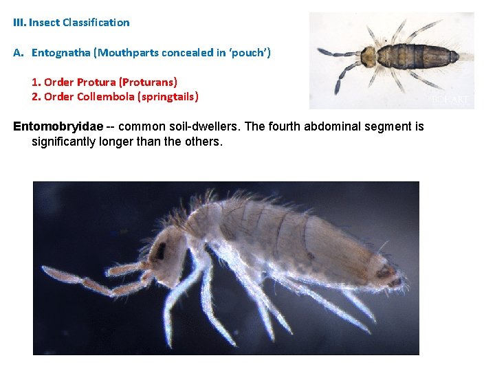 III. Insect Classification A. Entognatha (Mouthparts concealed in ‘pouch’) 1. Order Protura (Proturans) 2. III. Insect Classification A. Entognatha (Mouthparts concealed in ‘pouch’) 1. Order Protura (Proturans) 2.