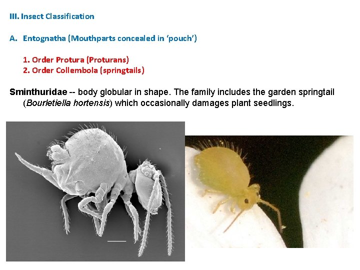 III. Insect Classification A. Entognatha (Mouthparts concealed in ‘pouch’) 1. Order Protura (Proturans) 2. III. Insect Classification A. Entognatha (Mouthparts concealed in ‘pouch’) 1. Order Protura (Proturans) 2.
