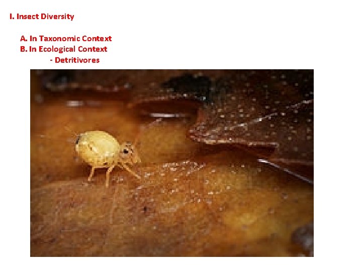 I. Insect Diversity A. In Taxonomic Context B. In Ecological Context - Detritivores  I. Insect Diversity A. In Taxonomic Context B. In Ecological Context - Detritivores