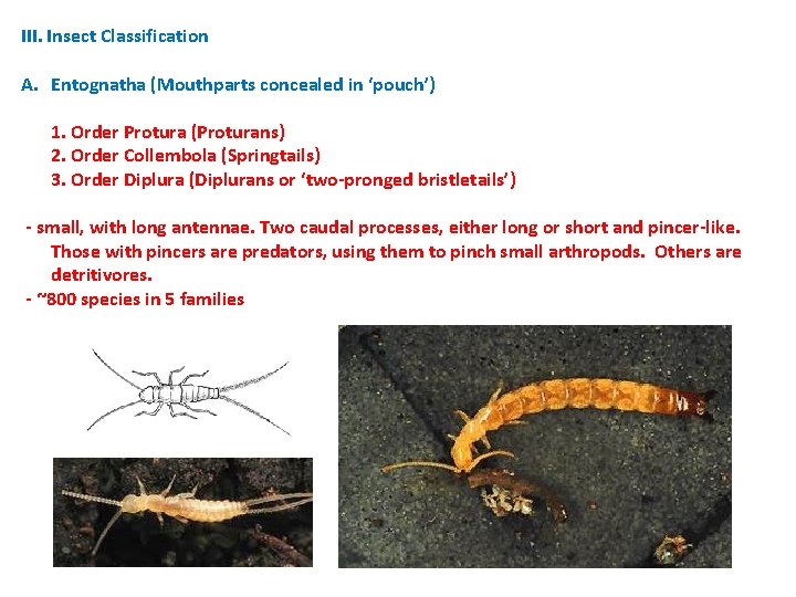 III. Insect Classification A. Entognatha (Mouthparts concealed in ‘pouch’) 1. Order Protura (Proturans) 2. III. Insect Classification A. Entognatha (Mouthparts concealed in ‘pouch’) 1. Order Protura (Proturans) 2.