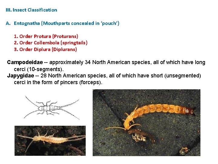 III. Insect Classification A. Entognatha (Mouthparts concealed in ‘pouch’) 1. Order Protura (Proturans) 2. III. Insect Classification A. Entognatha (Mouthparts concealed in ‘pouch’) 1. Order Protura (Proturans) 2.