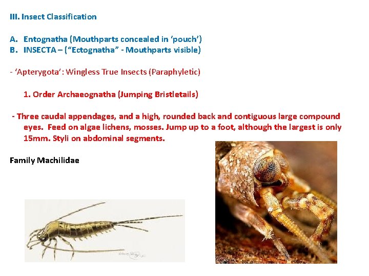 III. Insect Classification A. Entognatha (Mouthparts concealed in ‘pouch’) B. INSECTA – (“Ectognatha” - III. Insect Classification A. Entognatha (Mouthparts concealed in ‘pouch’) B. INSECTA – (“Ectognatha” -
