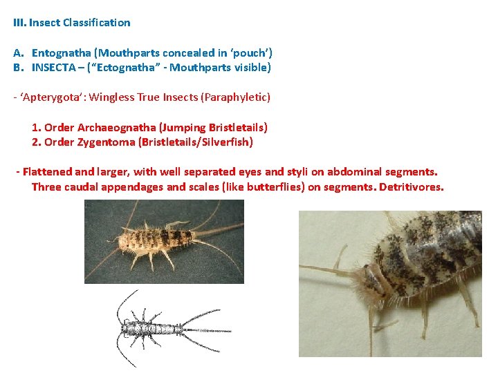 III. Insect Classification A. Entognatha (Mouthparts concealed in ‘pouch’) B. INSECTA – (“Ectognatha” - III. Insect Classification A. Entognatha (Mouthparts concealed in ‘pouch’) B. INSECTA – (“Ectognatha” -
