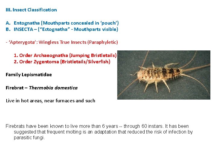III. Insect Classification A. Entognatha (Mouthparts concealed in ‘pouch’) B. INSECTA – (“Ectognatha” - III. Insect Classification A. Entognatha (Mouthparts concealed in ‘pouch’) B. INSECTA – (“Ectognatha” -
