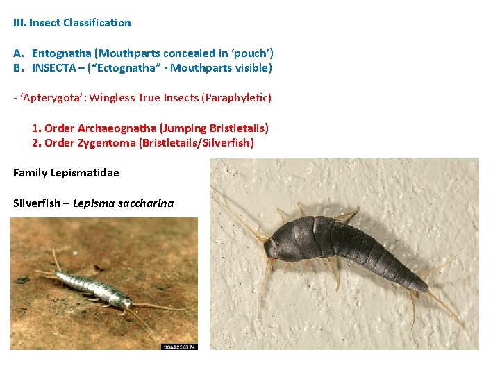 III. Insect Classification A. Entognatha (Mouthparts concealed in ‘pouch’) B. INSECTA – (“Ectognatha” - III. Insect Classification A. Entognatha (Mouthparts concealed in ‘pouch’) B. INSECTA – (“Ectognatha” -