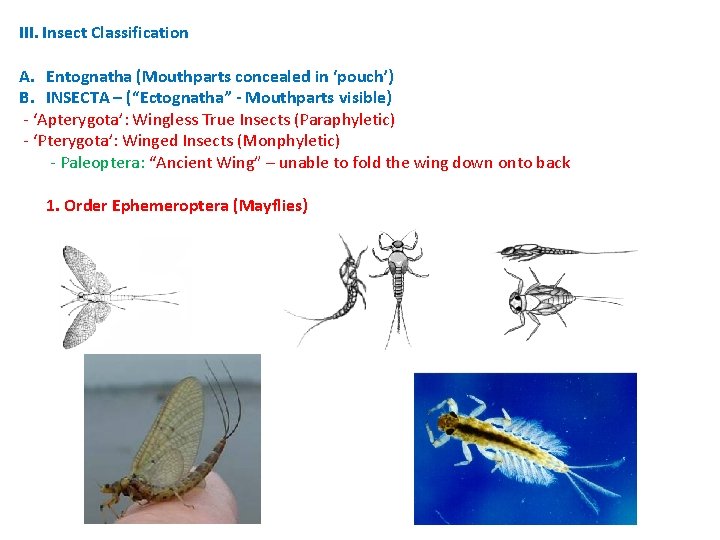 III. Insect Classification A. Entognatha (Mouthparts concealed in ‘pouch’) B. INSECTA – (“Ectognatha” - III. Insect Classification A. Entognatha (Mouthparts concealed in ‘pouch’) B. INSECTA – (“Ectognatha” -